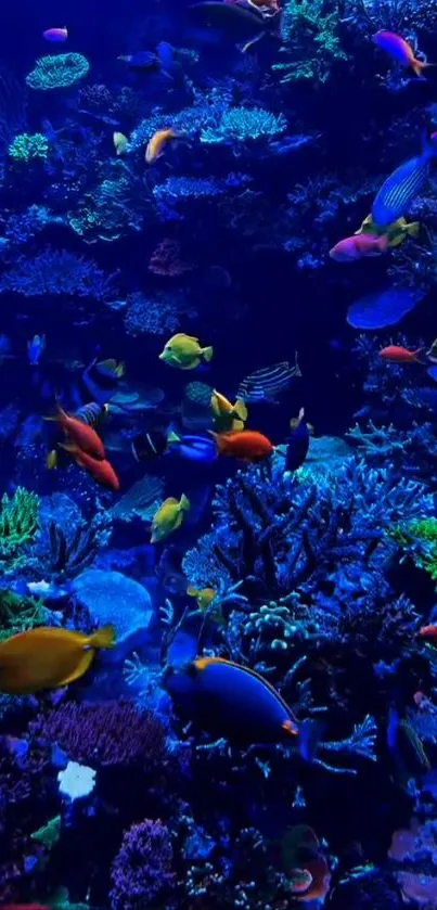 Colorful tropical fish swimming around a coral reef in a vibrant underwater scene.