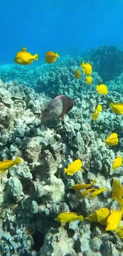 Yellow fish swimming around coral under a bright blue sea.