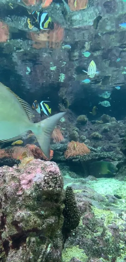 Vivid aquarium scene with colorful fish and corals.