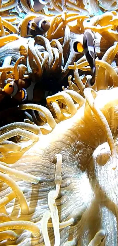 Clownfish swim through golden coral in vibrant underwater scene.