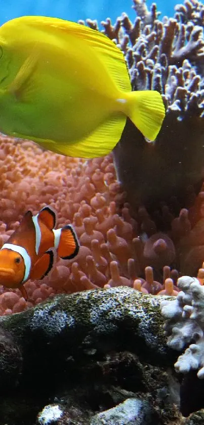 Bright yellow fish swims above vibrant coral reef with clownfish.