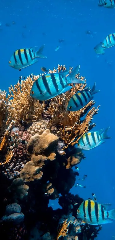 Colorful coral reef with striped fish underwater.