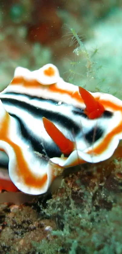 Colorful sea slug in underwater scenery with orange and black patterns.