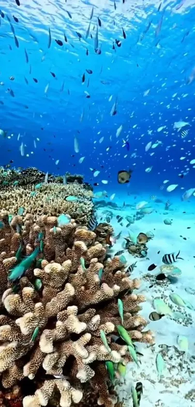 Colorful fish and coral in vibrant underwater scene.