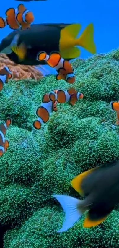 Colorful clownfish swimming among corals in a blue ocean.