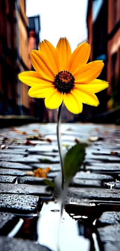 Yellow flower in a cobblestone street, blending urban and natural beauty.