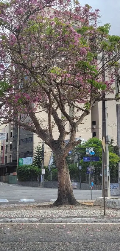 Blooming urban tree with pink flowers against a city backdrop.