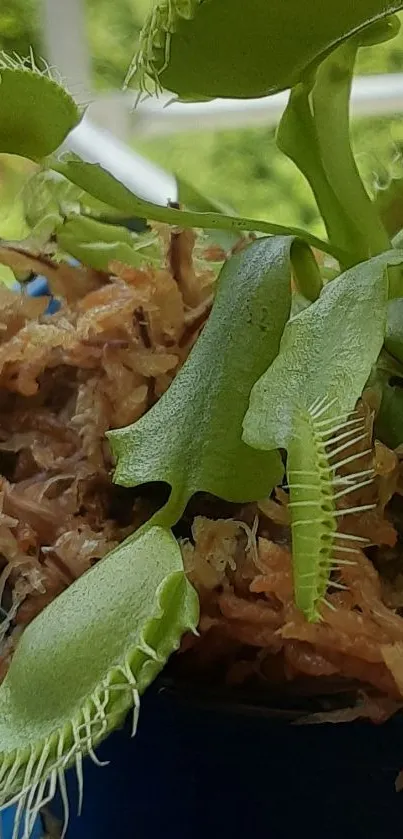 Close-up of vibrant green Venus Flytrap leaves in detail.