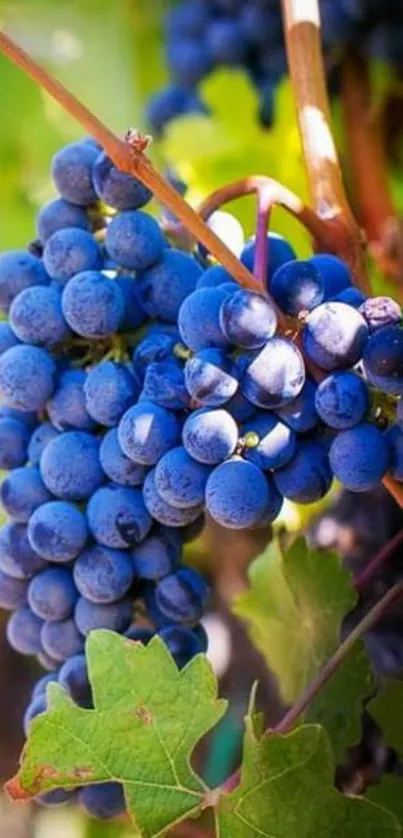 Purple grape clusters with green leaves in vineyard.