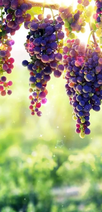 Colorful grapes hanging in sunlight.