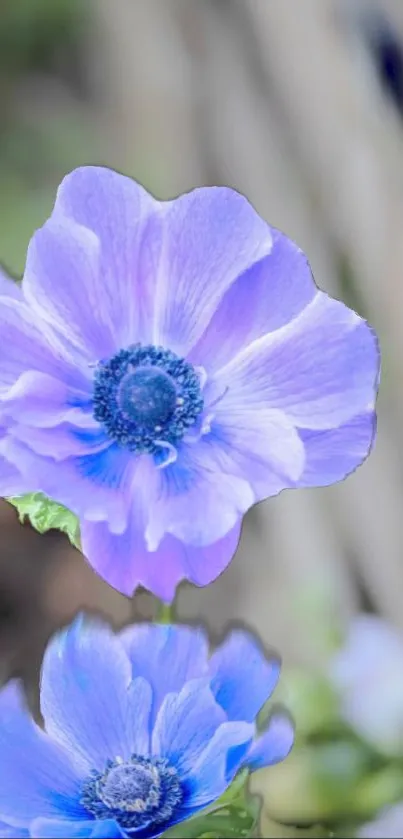 Close-up of a vibrant violet flower with delicate petals.