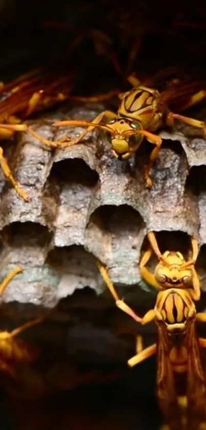 Close-up of vibrant yellow wasp nest for mobile wallpaper.