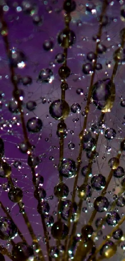 Close-up of dew drops on dandelion with vibrant purple background.