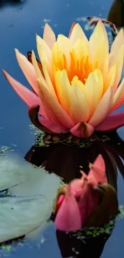 Yellow water lily with pink petals on a blue pond background.