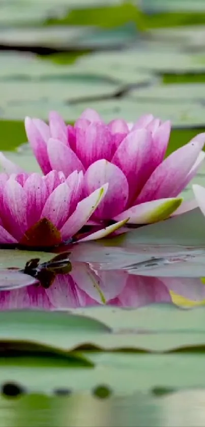 Water lilies with pink petals on a pond reflecting the serene natural beauty.