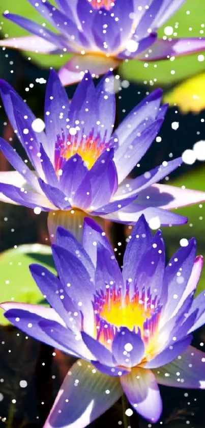 Vibrant purple water lilies with yellow centers in a serene pond.