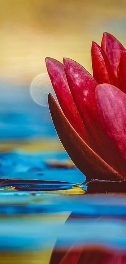 Red water lily on colorful water surface.