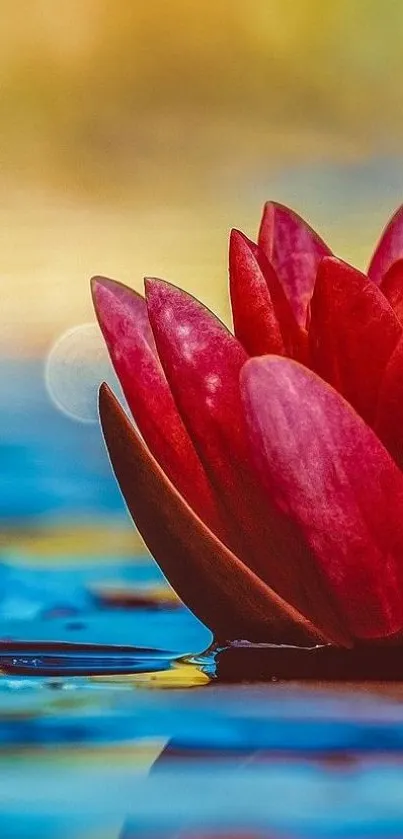 Red water lily floating on blue water.