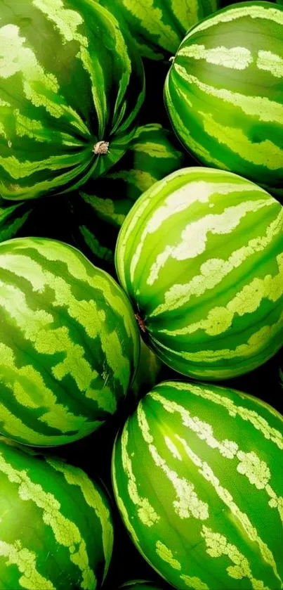 Stack of vibrant green watermelons.