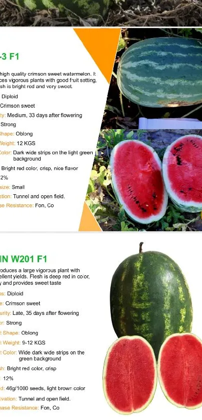 Watermelon varieties showcased with descriptions.