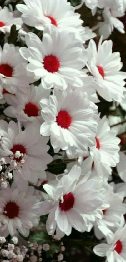 Vibrant white daisies with red centers creating a stunning floral wallpaper.