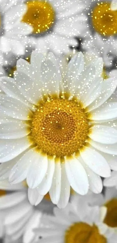 Close-up of a white daisy with a vibrant yellow center.