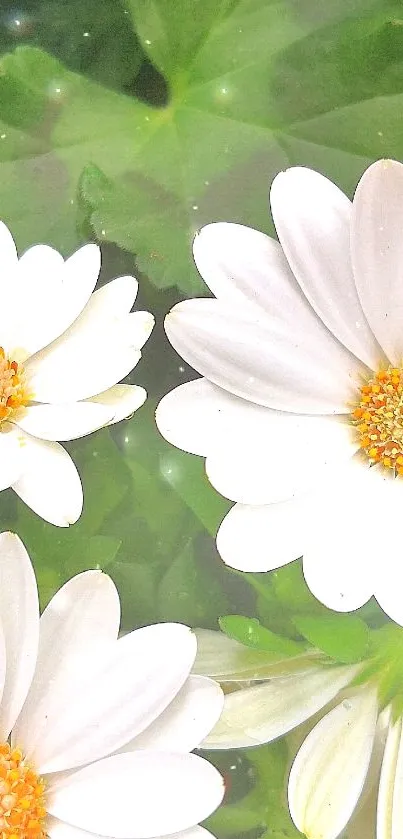 White daisies with green leaves background.