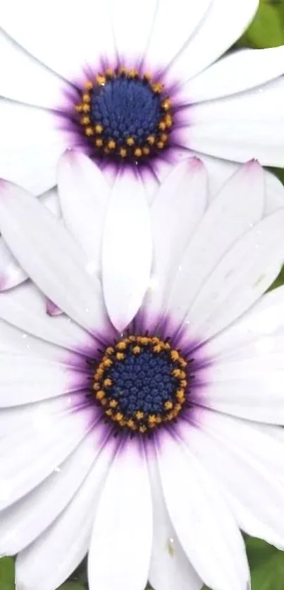 Vibrant white daisies with blue centers and lush petals.