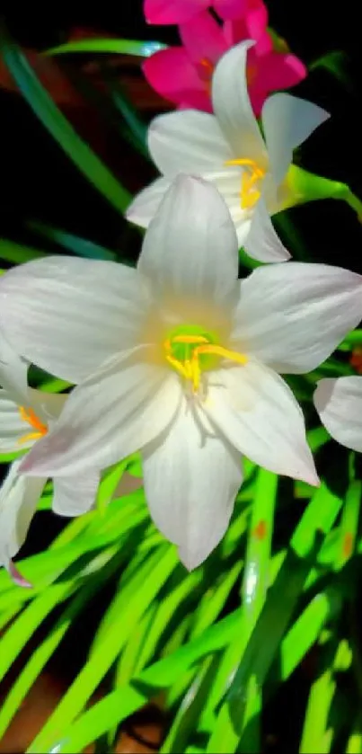 Vibrant white flowers and green leaves on a phone wallpaper background.