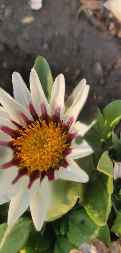 Close-up of a vibrant white daisy with green leaves and a yellow center.