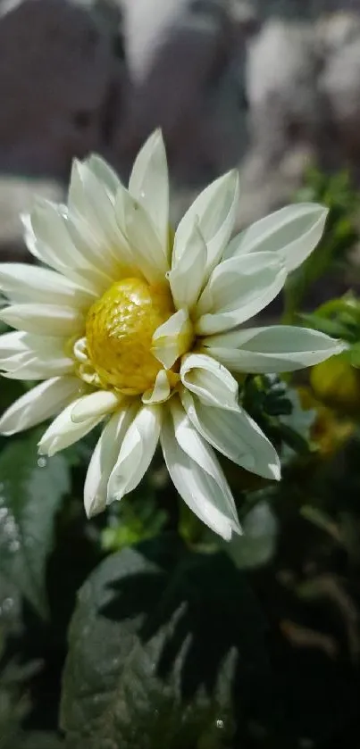 Close-up of a white flower with green leaves on a rocky backdrop.