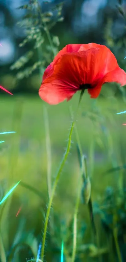 Red poppy with neon lights against a green field.