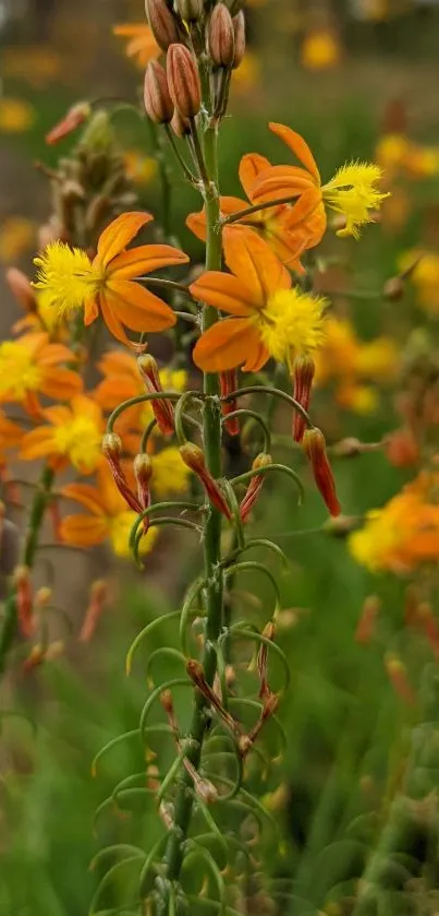 Close-up of vibrant orange and yellow wildflowers against a green background.