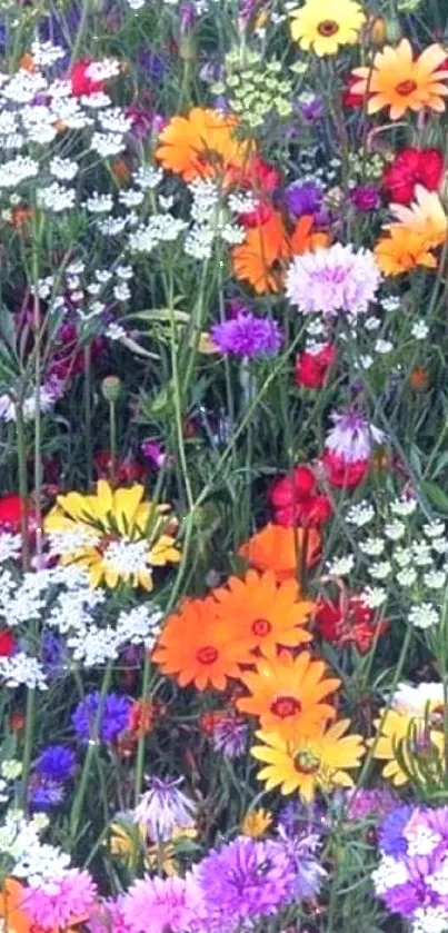 Vibrant wildflower field mobile wallpaper with a mix of colorful blossoms.