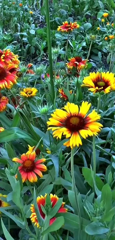 Vibrant wildflower field with colorful yellow and red blooms against green foliage.