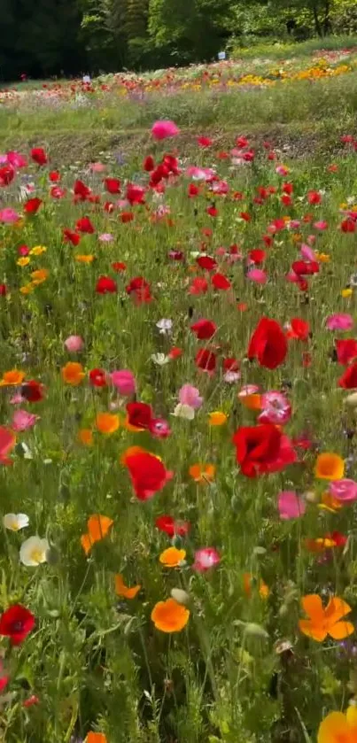 Vibrant field of colorful wildflowers in full bloom with lush green backdrop.