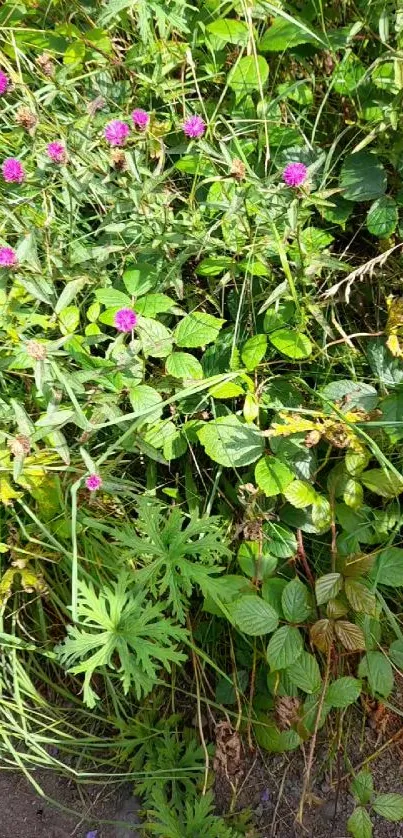 Lush green and purple wildflower wallpaper.