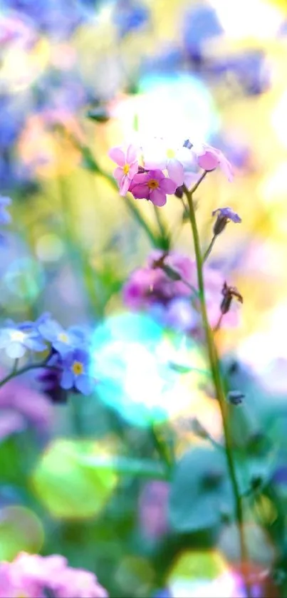 Colorful wildflower wallpaper with blue and pink blooms in a serene natural setting.