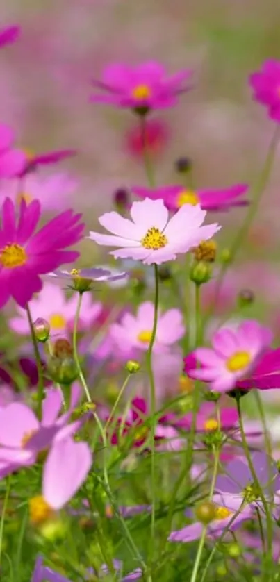 Vibrant wildflower wallpaper with pink blooms and a serene natural scene.