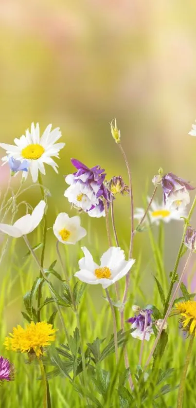 Vibrant wildflowers with green grass on a sunny day, perfect for mobile wallpaper.