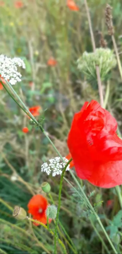 Vibrant wildflower scene with red poppies and green background.