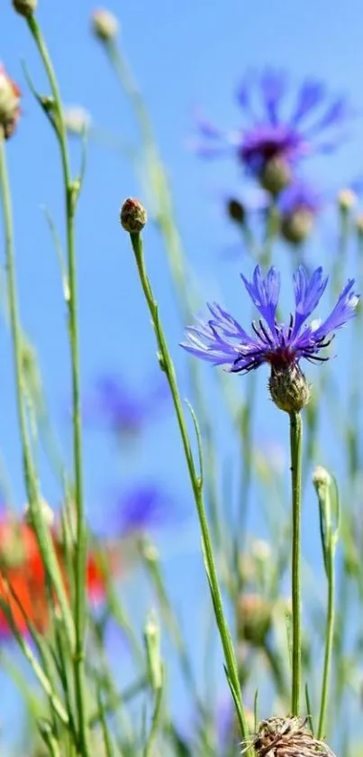 Blue cornflowers and red flowers under a clear sky on a mobile wallpaper.