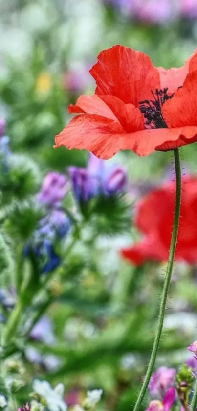 Vibrant wildflower scene with red poppies.