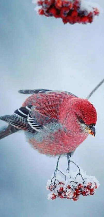 Red bird perched on snowy branches in winter scene.