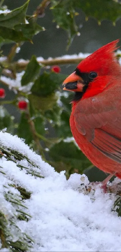 Red cardinal on snow-covered branch with holly and berries.