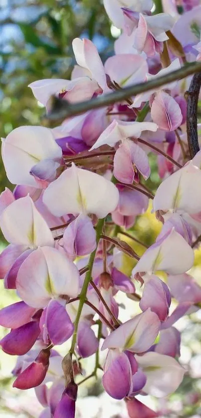 Close-up of delicate pink and purple wisteria flowers in full bloom.