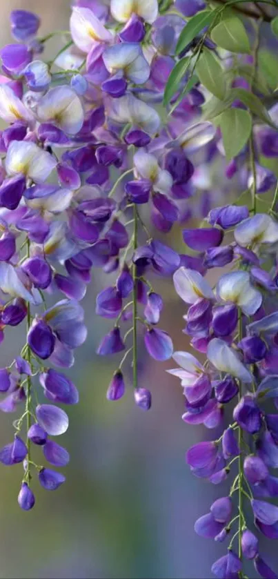 Purple and white wisteria blossoms in full bloom.