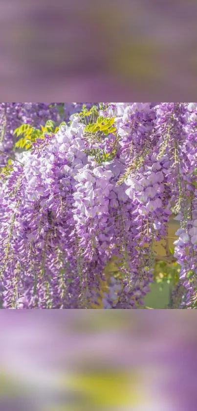 Lavender wisteria blossoms cascading elegantly in vibrant, serene nature.