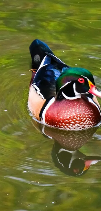 Wood duck swimming gracefully on a green pond with vibrant colors and reflections.