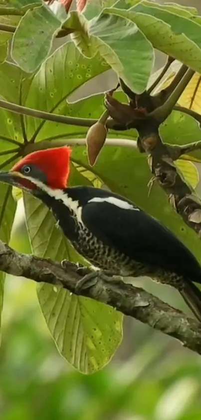 Vibrant woodpecker with red crest perched on a leafy branch.